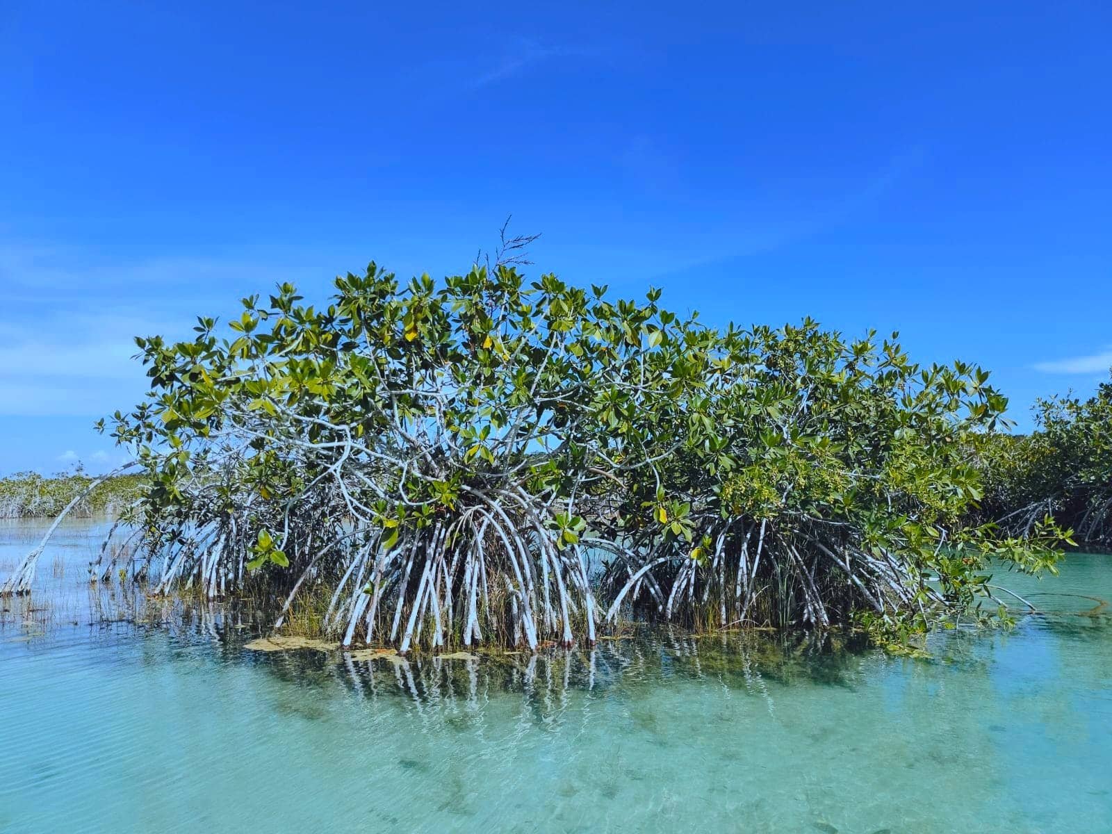 Hakuna Sailing Bacalar Manglar